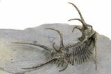 Spiny Ceratarges Trilobite - Zireg, Morocco #250014-2